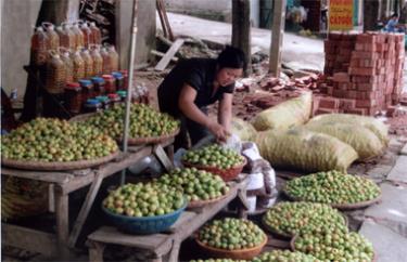 Đặc sản sơn tra (táo mèo) ngâm rượu của Yên Bái đã và đang khẳng định thương hiệu trên thị trường và một cơ sở bán sơn tra tại phường Yên Thịnh thành phố Yên Bái.
