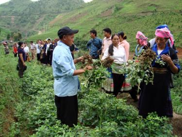 Mô hình trồng lạc trên đất dốc của hội viên Hội phụ nữ huyện Trạm Tấu cho hiệu quả kinh tế cao.
