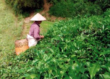 Nông dân thị trấn Nông trường Trần Phú thu hái chè.