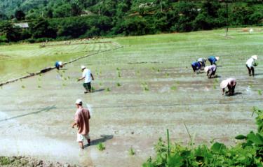 Nhân dân xã Tân Thịnh (Văn Chấn) phấn đấu gieo cấy hết diện tích.
