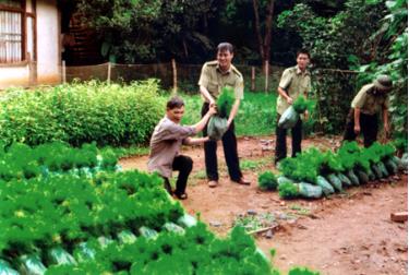 Cán bộ kiểm lâm Văn Chấn vận chuyển cây thông Mã Vĩ xuống cơ sở.
