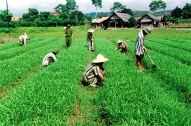 Phạm nhân đội rau xanh Trại giam Hồng Ca trong giờ lao động.