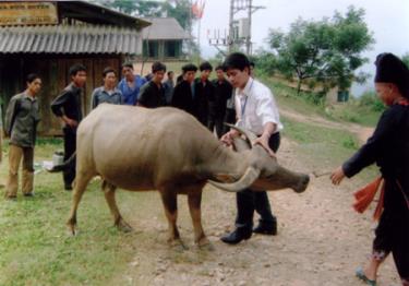 Giáo viên Trung tâm Dạy nghề huyện Văn Chấn hướng dẫn bà con xã Suối Quyền tiêm phòng dịch cho trâu, bò.