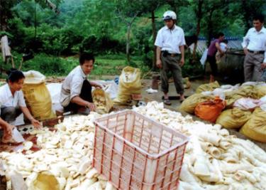 Trưởng bản đồng ruộng - Giàng A Thênh (thứ 2 từ trái sang) thu mua măng tre Bát Độ cho nhân dân trong bản.