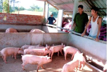 Mô hình VACR của ông Nghiêm Công Thành hàng năm cho thu lãi trên 100 triệu đồng.
