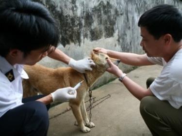 Cần tiêm phòng dại cho chó và tiêm phòng dại cho người sau khi bị chó cắn. (Ảnh minh hoạ)