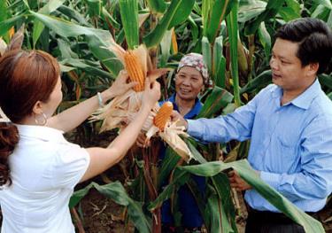 Cán bộ Phòng Nông nghiệp - Phát triển nông thôn huyện Trấn Yên trao đổi với bà con về việc đưa những giống ngô năng suất cao vào trồng ở vùng đất dốc.