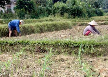 Nông dân Lục Yên trồng và chăm sóc ngô vụ hè thu