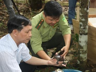 Nhận các cá thể rùa Trung bộ sáng 19/8 tại Vườn Quốc gia Cúc Phương. Ảnh: Trung tâm Giáo dục Thiên nhiên cung cấp .