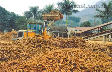 Trồng sắn nguyên liệu là một thế mạnh kinh tế của huyện Văn Yên.  (Ảnh: H.N)
