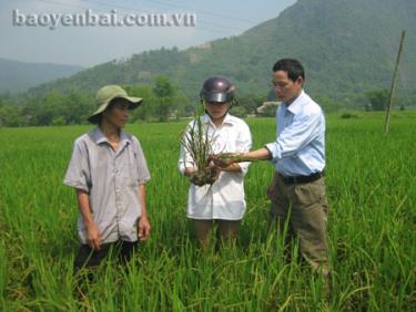 Cán bộ khuyến nông huyện kiểm tra tình hình sinh trưởng của lúa tại xã Minh Xuân.