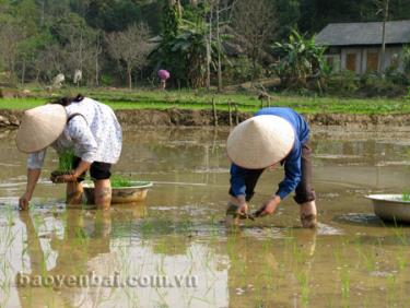 Nông dân Tô Mậu gieo cấy lúa mùa.