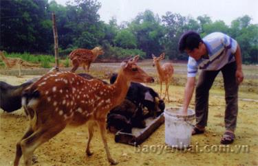 Anh Hiếu chăm sóc đàn hươu và lợn rừng.
