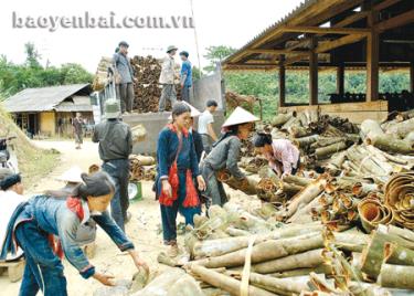 Người dân Giàng Cài thu hoạch quế.