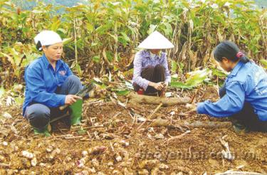 Nông dân Quy Mông  đã yên tâm bám trụ với đồng ruộng.