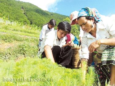 Anh Giàng A Sáy Chù hướng dẫn bà con cách lấy cây giống.