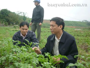 Đồng chí Doãn Văn Thủy - Phó chủ tịch UBND huyện kiểm tra mô hình trồng cây khoai tây tại xã Đông An.

