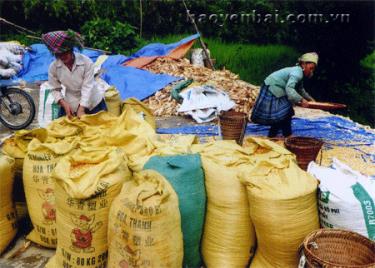 Nỗ lực chuyển đổi đất trồng lúa nương kém hiệu quả sang trồng ngô, đồng bào Mông ở xã Trạm Tấu liên tục có những mùa ngô bội thu.
