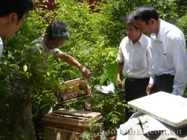 Ông Chu Văn Soạn kiểm tra đàn ong nuôi tại vườn.
