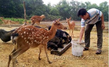 Mô hình nuôi hươu sao của đảng viên trẻ Hoàng Trung Hiếu ở thị trấn Yên Thế hàng năm trừ chi phí cho thu nhập trên 130 triệu đồng.
