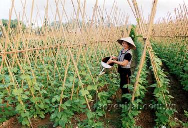 Yên Bái tập trung xây dựng vùng sản xuất rau an toàn bảo đảm vệ sinh, an toàn thực phẩm với diện tích khoảng 100ha ở thành phố Yên Bái, thị xã Nghĩa Lộ và thị trấn các huyện. Ảnh: Nông dân xã Tuy Lộc (thành phố Yên Bái) chăm sóc rau màu.
(Ảnh: Linh Chi)