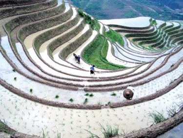 Ruộng bậc thang Hoàng Su Phì (Hà Giang).