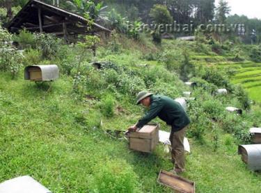 Một trang trại nuôi ong mật của hội viên cựu chiến binh xã Púng Luông (Mù Cang Chải) cho thu nhập ổn định.
