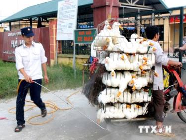 Phun thuốc khử trùng tiêu độc phương tiện vận chuyển động vật sống vào chợ đầu mối gia cầm Hà Vĩ (Thường Tín).