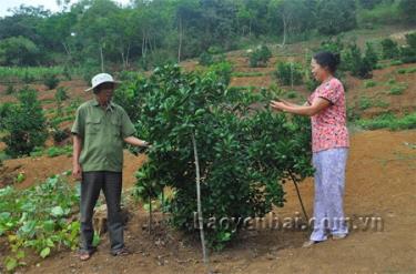 Vợ chống ông Đoàn Thế Yêm đã mạnh dạn đưa giống cam mới vào trồng thử nghiệm.
