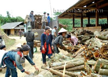 Nhân dân xã Nậm Lành thu hoạch quế.
