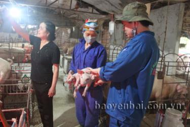 Các trdafabet khuyến mãig trại chăn nuôi lớn luôn có ý thức trong việc chủ động tiêm phòng cho đàn vật nuôi.


