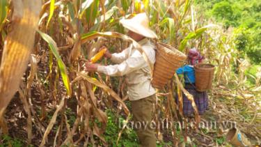 Từ 2010 đến nay, Đảng ủy, chính quyền xã Xà Hồ đã chỉ đạo, vận động đồng bào Mông chuyển đổi được 115ha đất lúa nương kém hiệu quả sang trồng ngô đồi cho năng suất, hiệu quả cao.