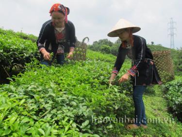 Gia đình chị Đặng Thị Mùi thu hái chè mỗi năm đạt 1,5 tấn búp tươi.

