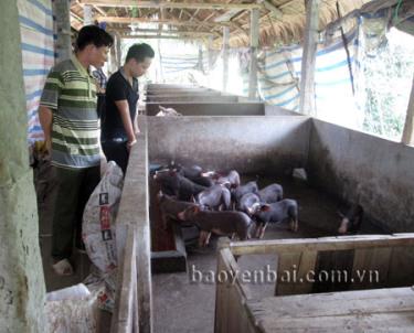 Nhờ chính sách hỗ trợ của Nhà nước, nhiều hộ đã chú trọng đầu tư chuồng trại chăn nuôi quy mô.
