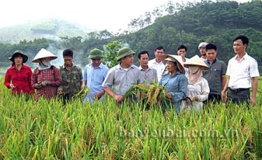 Đồng chí Trần Thế Hùng (người thứ 5, trái sang) - Ủy viên Ban Chấp hành Đảng bộ tỉnh, Bí thư Huyện ủy Văn Yên cùng lãnh đạo các phòng, ban của huyện kiểm tra chất lượng mô hình gieo cấy giống lúa mới tại thôn Khe Cạn, xã Đông An. (Ảnh: Quang Hùng)