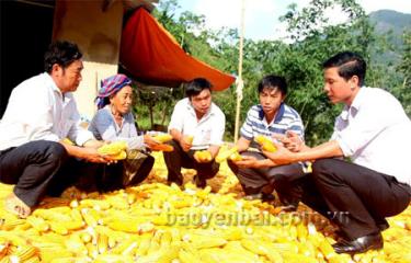 Đồng bào dân tộc Mông xã Trạm Tấu vui với niềm vui được mùa ngô. (Ảnh: Thu Trang)