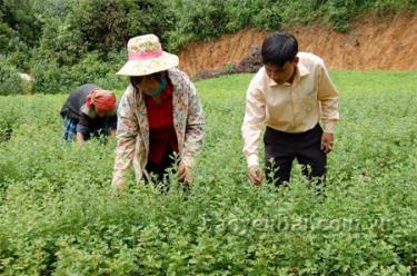 Công nhân gieo tạo giống cây kiểm tra chất lượng cây sơn tra trước khi bàn giao cho các hộ dân trồng rừng.