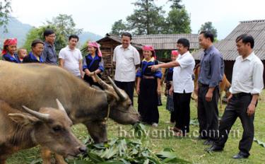 Bí thư Huyện uỷ, Chủ tịch HĐND huyện Giàng An Tông (thứ ba từ phải sang) và Phó bí thư, Chủ tịch UBND huyện Vũ Tiến Đức (thứ năm từ phải sang) kiểm tra mô hình chăn nuôi trâu bò theo hình thức bán công nghiệp ở xã Dế Xu Phình (Mù Cang Chải).