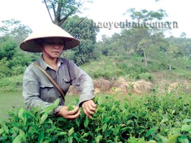 Xã Bảo Hưng đang xây dựng thương hiệu chè theo tiêu chuẩn VietGAP.
