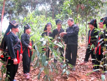 Già làng Bàn Văn Lý - người có kinh nghiệm trồng quế ở Viễn Sơn, hướng dẫn con cháu cách phòng trừ sâu, bệnh cho cây quế.
