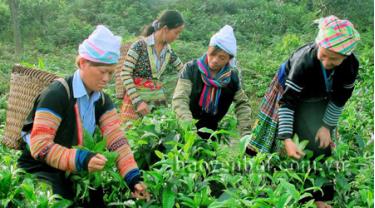 Người Mông xã Suối Giàng (Văn Chấn) thu hoạch chè Shan tuyết.