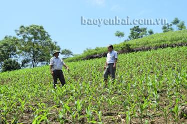 Ông Lê Cao Tấn - Phó chủ tịch UBND xã An Bình (bên phải) cùng ông Trần Đức Sơn - Trưởng thôn Cầu Cao kiểm tra tình hình phát triển của cây ngô hè thu.