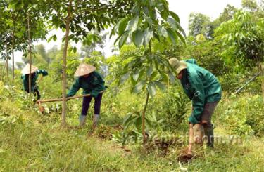 Công nhân Đội Cao su Suối Quyền chăm sóc cây cao su.
