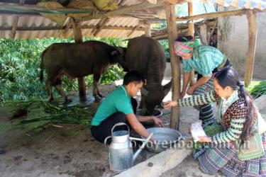 Chăn nuôi đại gia súc đang là hướng đi trong phát triển kinh tế của người dân xã Xà Hồ, Trạm Tấu.