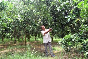 Cây cam Vinh mang về 180 triệu đồng trong năm 2015 cho gia đình ông Nông Văn Ba ở thôn 4 Nà Bó, xã Mường Lai, huyện Lục Yên.