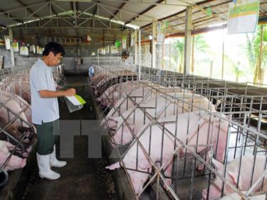 Hộ gia đình chăn nuôi lợn đạt tiêu chuẩn VietGap ở Thành phố Hồ Chí Minh.