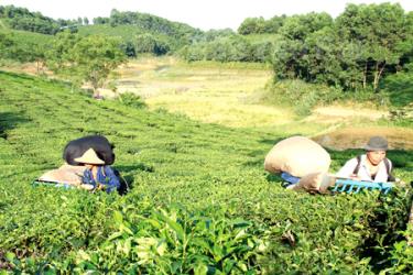 Nông dân xã Thịnh Hưng, huyện Yên Bình thu hái chè bằng máy.