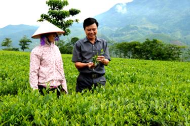 Cán bộ thị trấn Nông trường Liên Sơn trao đổi kỹ thuật làm chè với người dân.