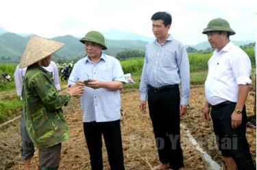 Đồng chí Bí thư Tỉnh ủy Phạm Duy Cường kiểm tra tình hình phát triển sản xuất nông nghiệp tại huyện Văn Yên.