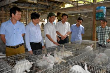 Phó Chủ tịch UBND tỉnh Yên Bái Nguyễn Văn Khánh và Phó Chủ tịch UBND tỉnh Bắc Kạn Phạm Duy Hưng cùng đoàn công tác thăm mô hình nuôi thỏ New Zealand của ông Vũ Huy Quang - Giám đốc doanh nghiệp tư nhân Quang Thanh, xã Lương Thịnh (Trấn Yên).